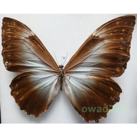 Morpho telemachus (Linnaeus, 1758) Peru 122mm9d